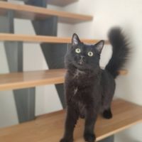 Tao, chaton à l'adoption #3