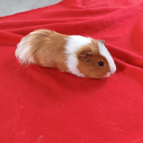 Cochon d'inde à vendre #0