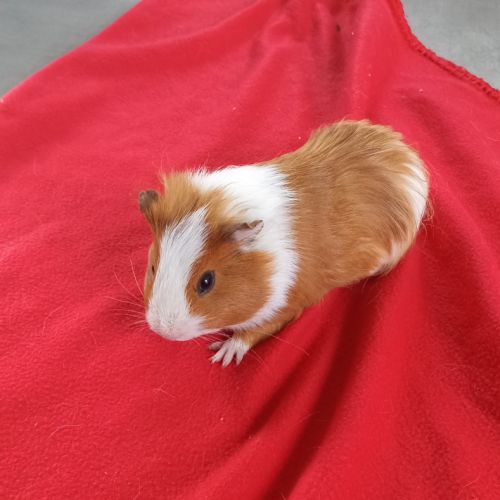 Cochon d'inde à vendre #2