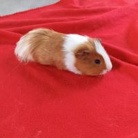 Cochon d'inde à vendre