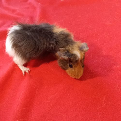 Cochon d'inde à vendre #1