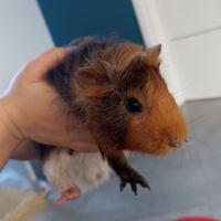 Cochon d'inde à vendre