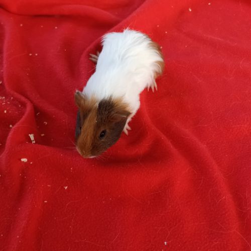 Cochon d'inde à vendre #1