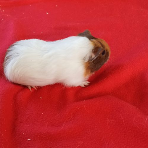 Cochon d'inde à vendre #0