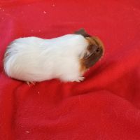 Cochon d'inde à vendre