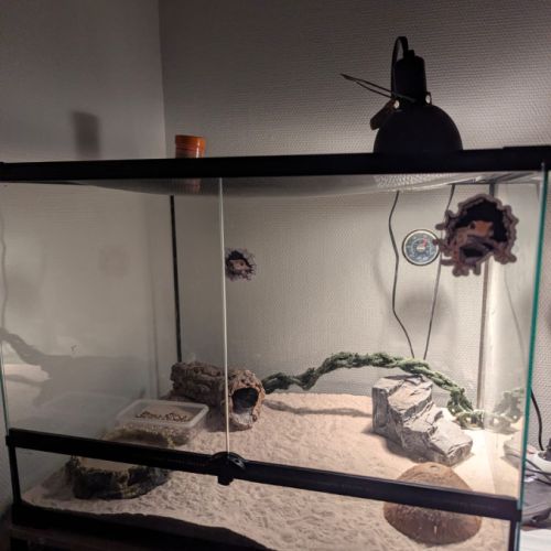 A vendre : gecko léopard femelle + habitat #1