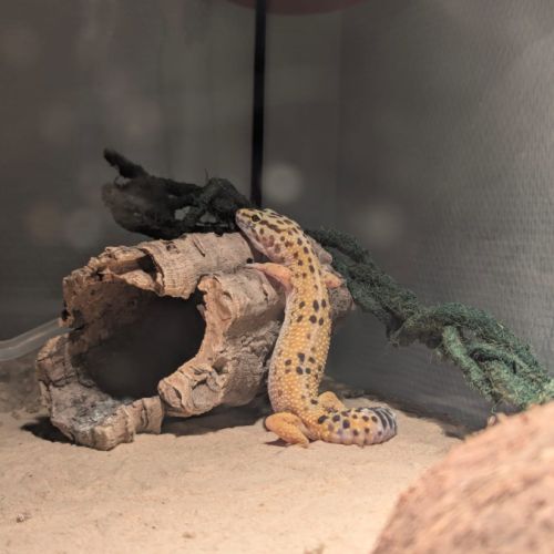A vendre : gecko léopard femelle + habitat #3