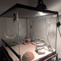 A vendre : gecko léopard femelle + habitat #0