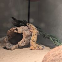A vendre : gecko léopard femelle + habitat #3