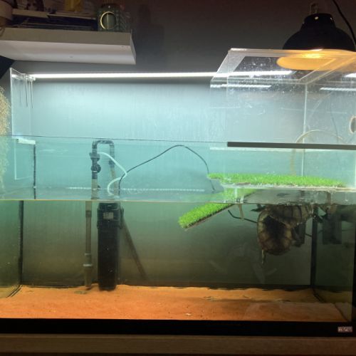 Couple de pelusios castaneus + installation #1