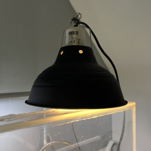 Couple de pelusios castaneus + installation #4