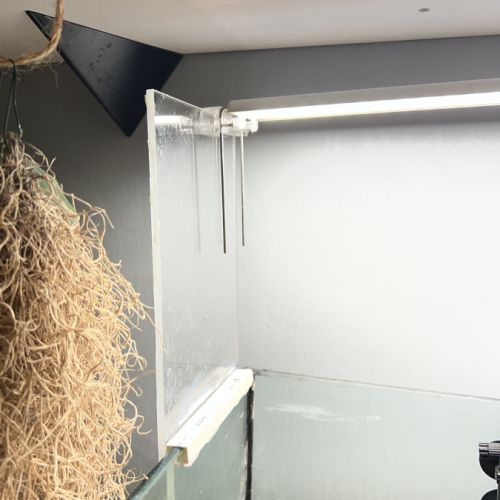 Couple de pelusios castaneus + installation #5