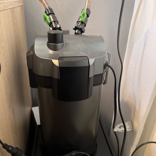 Couple de pelusios castaneus + installation #6