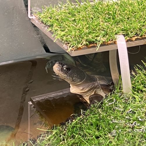 Couple de pelusios castaneus + installation #8