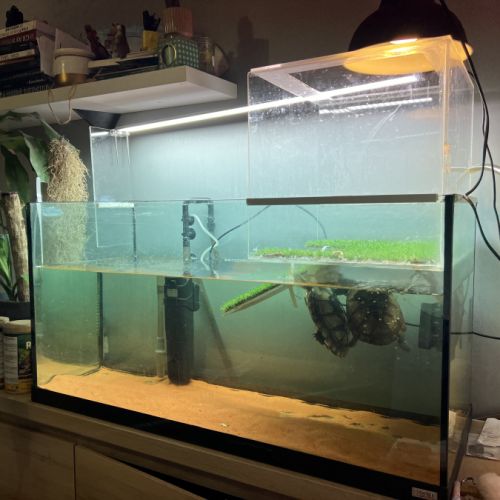 Couple de pelusios castaneus + installation #9