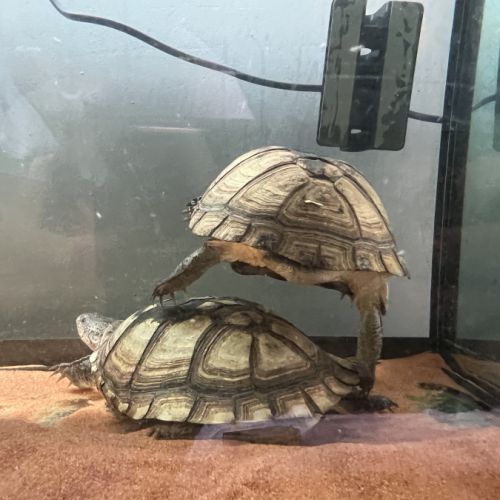 Couple de pelusios castaneus + installation #10