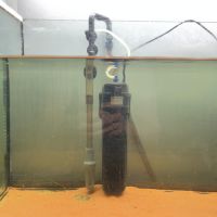 Couple de pelusios castaneus + installation #2