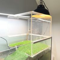 Couple de pelusios castaneus + installation #3