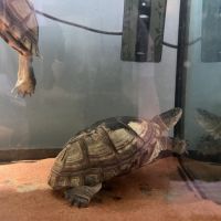 Couple de pelusios castaneus + installation