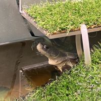 Couple de pelusios castaneus + installation #8