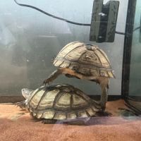 Couple de pelusios castaneus + installation #10