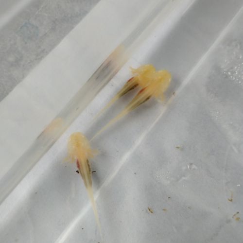 Axolotls sauvages, gold et leucistiques