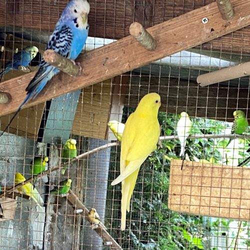 Jeunes perruches nees novembre 2025 #1