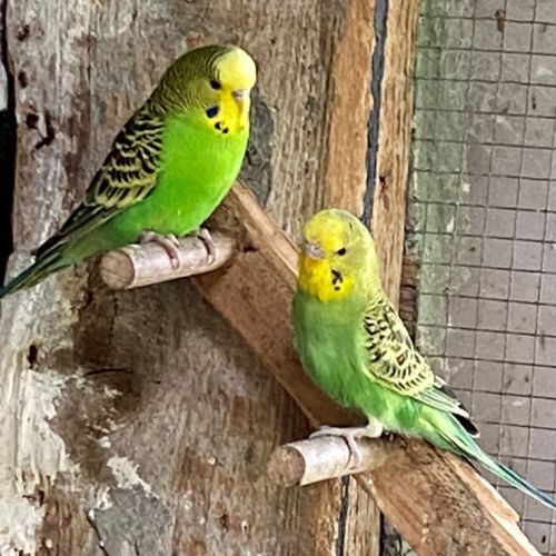 Jeunes perruches nees novembre 2025 #2