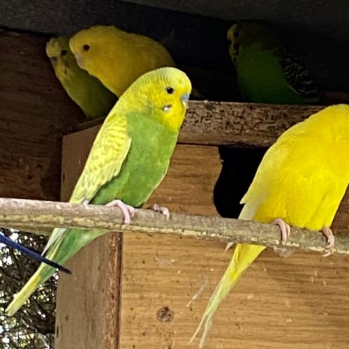 Jeunes perruches nees novembre 2025