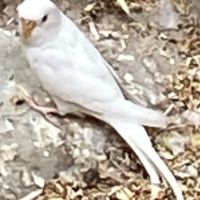 Jeunes perruches nees novembre 2025 #4