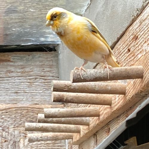 Vend 2 canaris male très bon chanteur