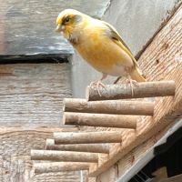 Vend 2 canaris male très bon chanteur #0