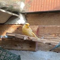 Vend 2 canaris male très bon chanteur #2