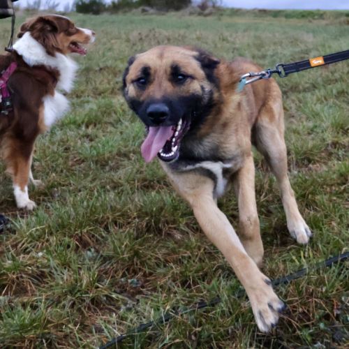 X malinois de 1 ans à l'adoption #0