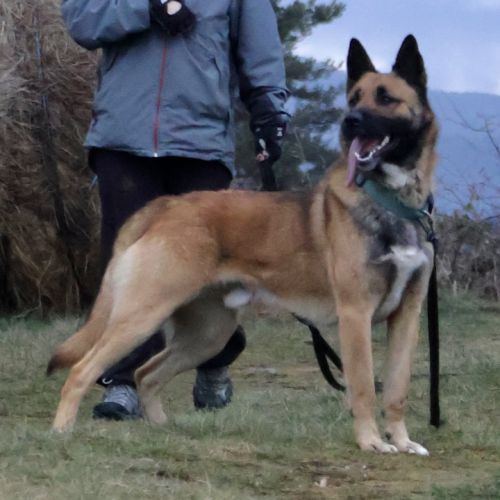 X malinois de 1 ans à l'adoption #3