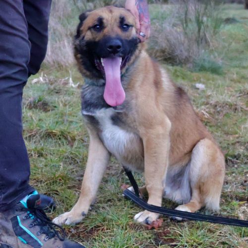 X malinois de 1 ans à l'adoption #4