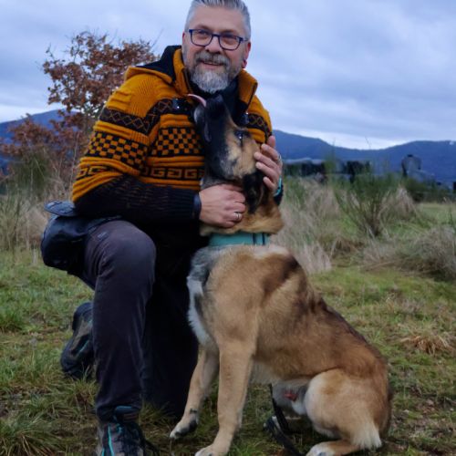 X malinois de 1 ans à l'adoption #5