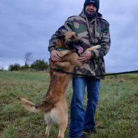 X malinois de 1 ans à l'adoption #2