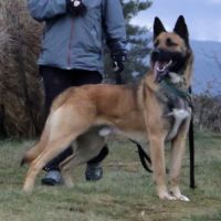 X malinois de 1 ans à l'adoption #3