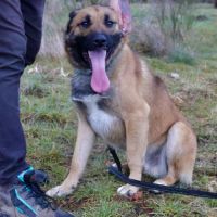 X malinois de 1 ans à l'adoption #4