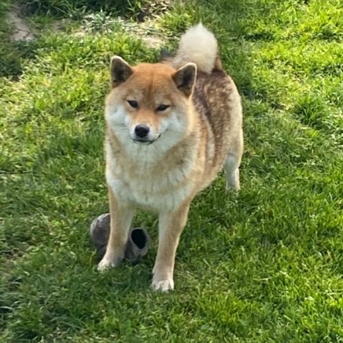 Femelle shiba inu lof #0