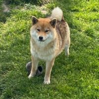 Femelle shiba inu lof