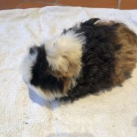 Donne 2 frères cochons d inde #2