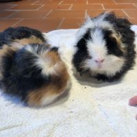 Donne 2 frères cochons d inde