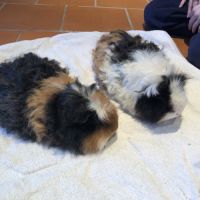 Donne 2 frères cochons d inde #4