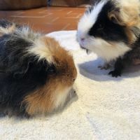 Donne 2 frères cochons d inde #5