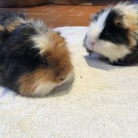 Donne 2 frères cochons d inde #6