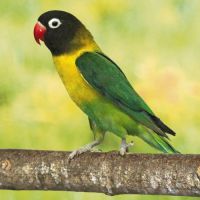 Recherche couple inséparables personata