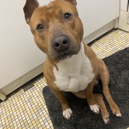 Staff lof 3 ans à donner #0