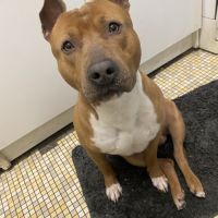 Staff lof 3 ans à donner